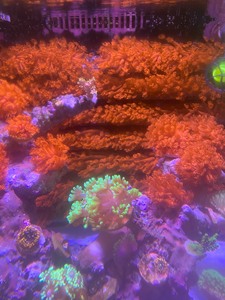 红单苞珊瑚LPS，须子都很长，养定1年的老货。90-100头