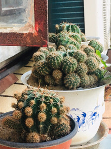 野生仙人球草球,粉色花,爆仔一流的长盛丸皮实好养,一颗爆盆!