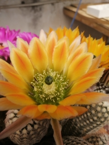 皇冠虾仙人球         皇冠虾实生苗1.5厘米15元