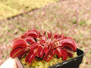 红鲨鱼捕蝇草 稀有品种 小苗 直径3厘米左右冬季休眠期夹子比