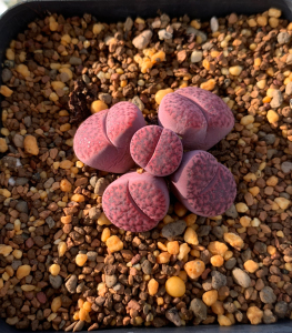 紫石榴生石花群生 岛田c393a紫柘榴