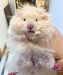 长毛金丝熊仓鼠宠物卷毛鸽灰丁香卷毛金丝熊卷毛纯银长毛西施熊长