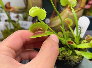 拍卖实物图s18号鲨鱼捕蝇草大苗包邮造景种好发货