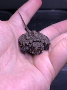 0 蒜头 大小杂鳄龟 变异大鳄小鳄龟 纯佛中美北美