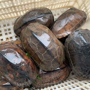 大母草龟可下蛋繁殖草龟,可食用,1斤到1.2斤左右,每个体重