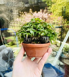 000人付款淘宝日本红枫原生八房琴姬,盆径8.8公分.