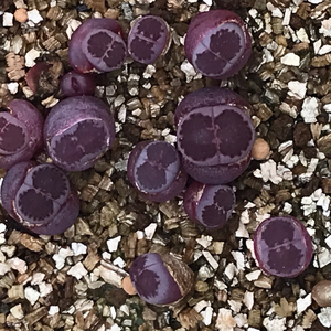 全窗紫李夫人 生石花 大窗紫李紫贝壳紫饼干 两年