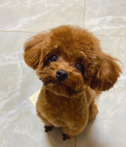 泰迪贵宾小体茶杯长不大幼犬活体家养纯种小狗动物活的宠物狗狗活