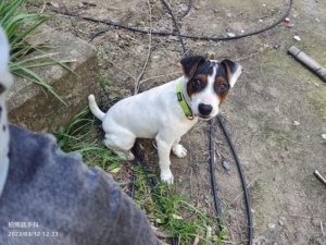 出售太仓小体猎犬《公》 目前四个来月.兴奋度都还可以.可换狗