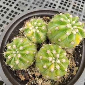 【大豪丸锦】大豪丸锦品牌,价格 - 阿里巴巴