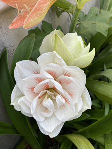 仙女妮芙,重瓣朱顶红