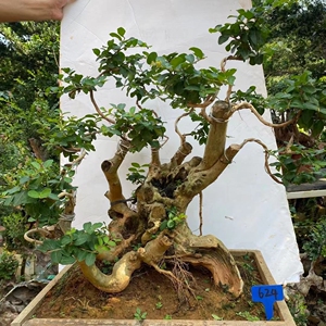紫薇盆景树桩老桩熟桩百日红盆栽野生下山桩痒痒树阳台庭院