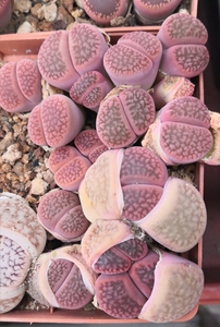 超红富贵玉母本 岛田优选 多年群生生石花