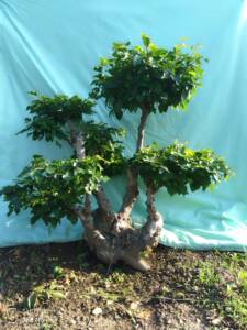 鹅耳枥盆景千金榆盆景感兴趣的话给我留言吧!