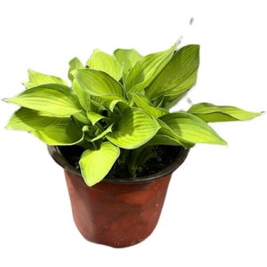 玉簪盆栽六月玉簪花苗巨无霸室内耐阴花卉庭院多年生花镜植物