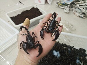 雨林蝎公母一对