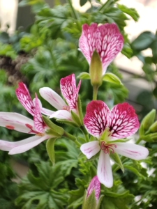 天竺葵枝条10厘米以上:天使系(萨尔,橙天使,麦克肯迪,麦克