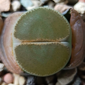 75生石花 a级极窗和田玉 c153