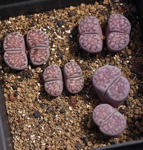 生石花 紫福来 精致美丽 母本级别 可挑可打包