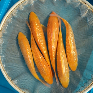 银鳞赤目黄芥子,白芥子丸堂血统高品质,宽头版,20公分左右