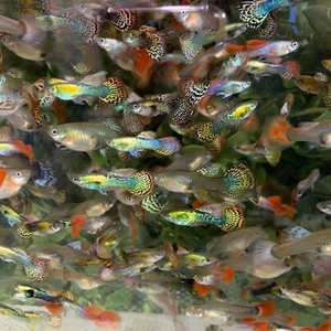 杂袍孔雀鱼30条26.9包邮包损免包装费 孔雀鱼热带观赏鱼苗