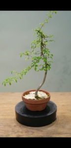 榆树文人式小品盆景