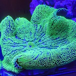 顺丰包邮  短须绿地毯海葵 金黄色地毯 小丑共生地毯海葵(不