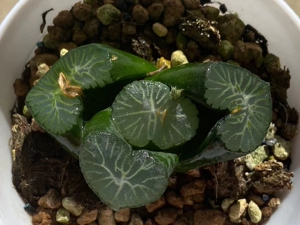 南阿星万象 实物如图,尺寸6.5厘米左右,所见即所得