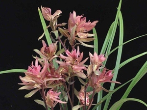 春剑奇花红盖世2苗带花苞带芽,福利