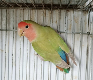 000人付款淘宝爱情鸟牡丹鹦鹉白面绿美桂松石腰 有环没卡 已经会自己