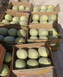 8抢10斤】海南西周哈密瓜包邮大果甜瓜香瓜网纹瓜现摘