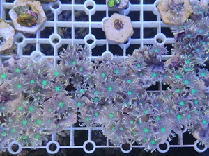 大手星花珊瑚