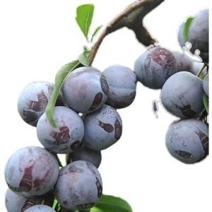 5斤20元,超大新鲜脆甜黑布林李子应季水果现摘现发批发,5斤