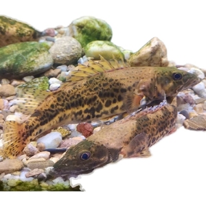 长体鳜   波纹鳜  斑鳜  白头鳜  大眼鳜  鳜鱼稀少原