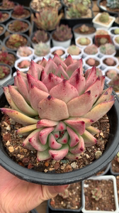 皮蛋东云杂 多肉植物