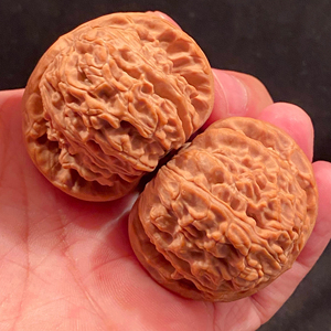 43矮桩白狮子头精品对 43-42-35