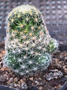吉赛尔仙人球