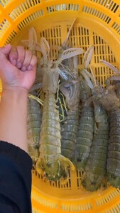 濑尿虾!3条一斤!手臂长度!特大巨型!随机爆膏!_阿里巴巴找货神器