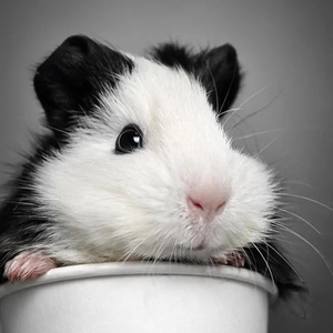 家养宠物荷兰兔豚猪黑白荷兰猪活体饲料花毛豚天竺鼠活物黑豚彩豚