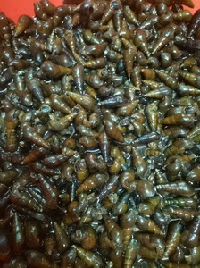 吃过就知道为什么这个山坑螺好吃.非养_阿里巴巴找货神器