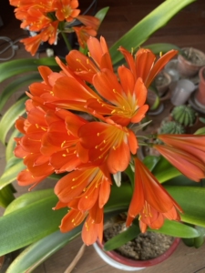 青岛大叶君子兰多颗