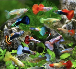 热带鱼小型活体观赏鱼孔雀鱼凤尾鱼巴西红扇大耳蕾丝全红胎生活鱼