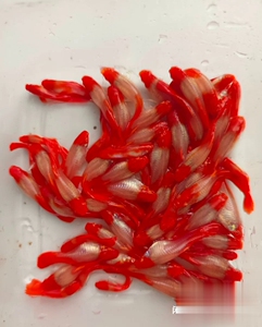 鸿运当头孔雀鱼 种鱼 回去就可以繁殖 高品质高质量