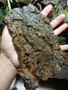 香槟树皮,10元3块包邮,小块香槟树皮软木便宜处理,爬虫造景