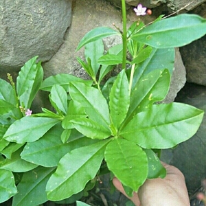 土人参菜苗 土人参苗 特菜种苗土高丽参人参土洋参四季蔬菜苗