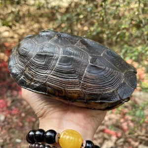 草龟紫檀细纹,全品