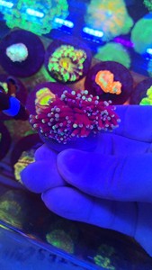 印尼黑杆火柴头珊瑚 粉点黑火柴珊瑚 人工火柴珊瑚