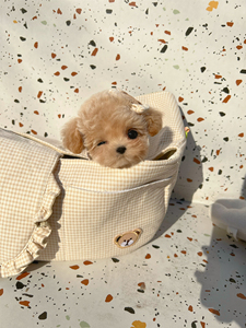 茶杯马尔泰 茶杯泰迪 奶油色泰迪香槟泰迪茶杯犬