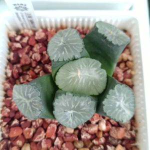 南阿星南阿之星南亚星南亚之星万象,奈良拍卖进口万象,矮脚大窗