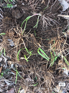 【野韭菜根】野韭菜根品牌,价格 - 阿里巴巴